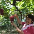 9月5日開催！愛媛の葡萄を堪能する料理教室開催！