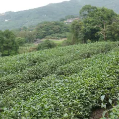 台湾木柵鉄観音の茶畑