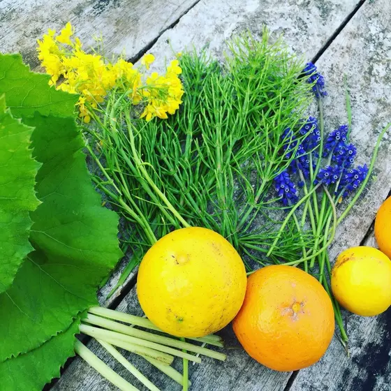 季節の人気単発レッスン✿自然農レモンレッスン