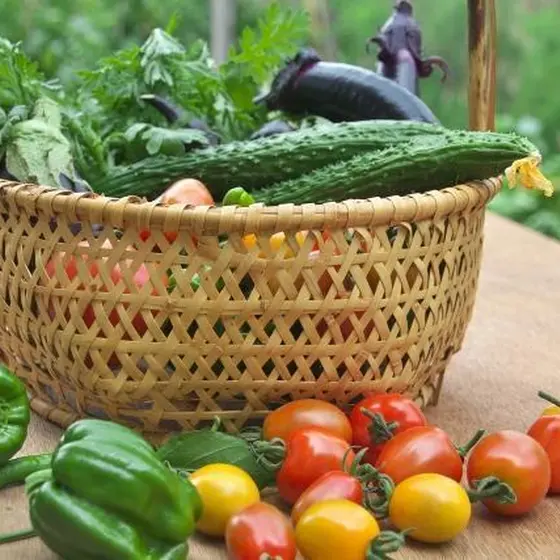 使用する野菜についての保存方法と選び方、栄養について