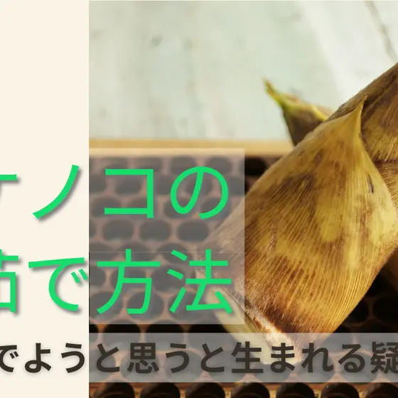 【タケノコの下茹で方法】米ぬかの量は？なんで必要なの？
