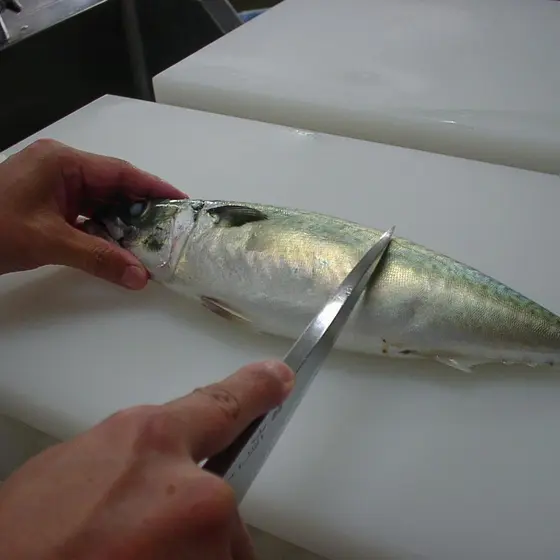 春の旬素材　魚を簡単におろす方法