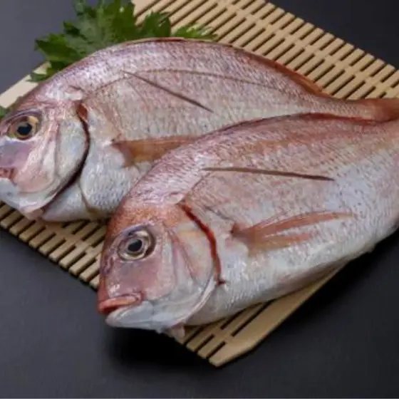 基礎基礎・旬の魚を学ぶ（タイ）