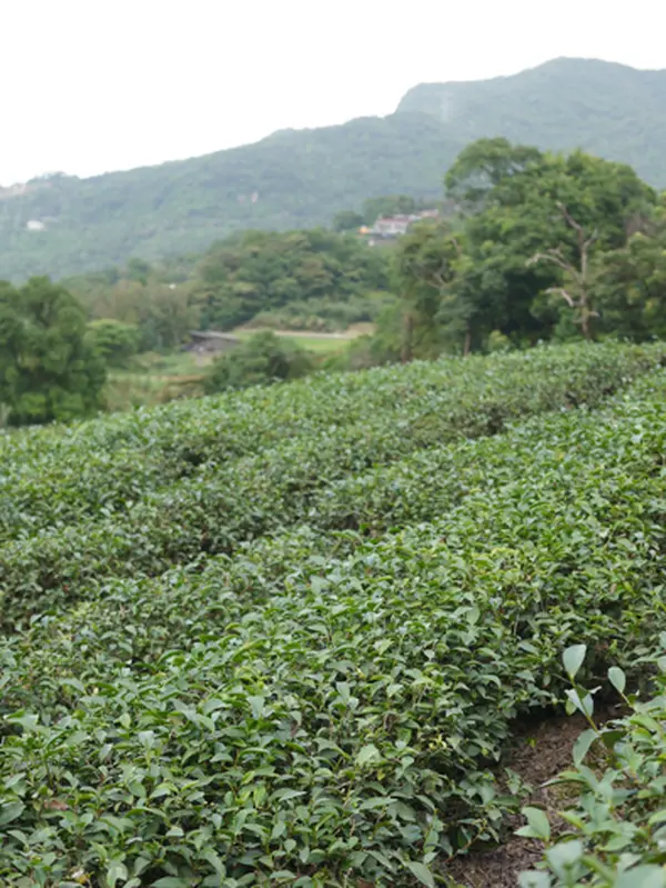 台湾木柵鉄観音の茶畑